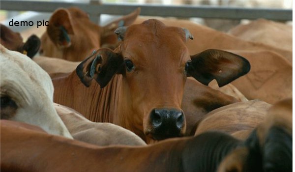 बारडोली में गौरक्षकों ने पकडा 14 गौवंश भरा टेम्पो