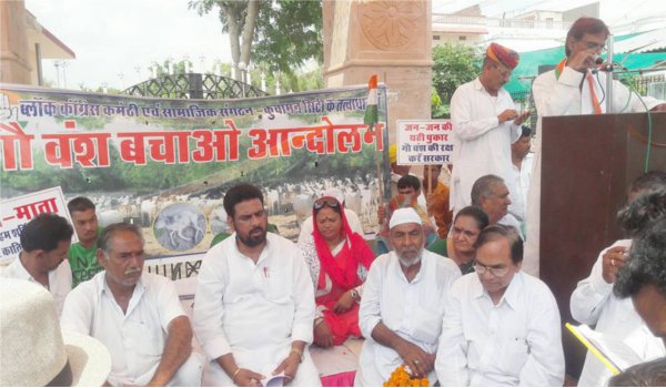 Kuchaman block Congress organizes save cows rally