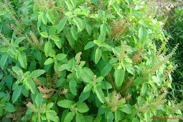 tulsi