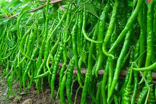 How are green chilies beneficial for beauty here?