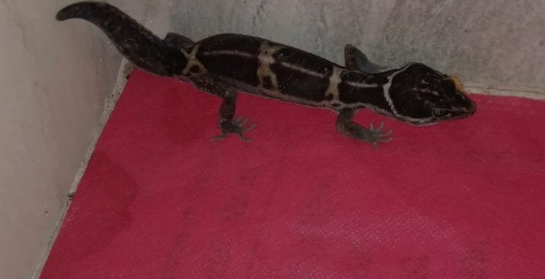Satpura Leopard Gecko found in Chhattisgarh